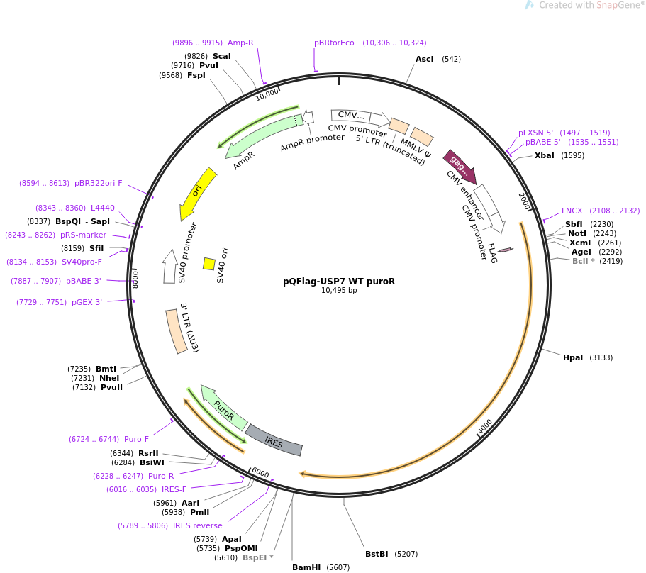 pQFlag-USP7 WT puroR质粒图谱
